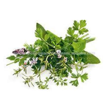 Wholesaler of Freeze Dried Herbs